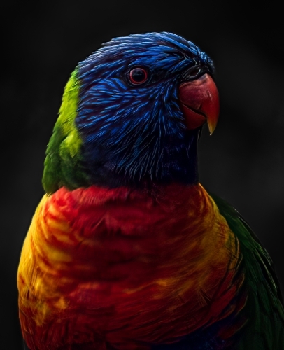 Rainbow Lorikeet Parrot - Australian Stock Image