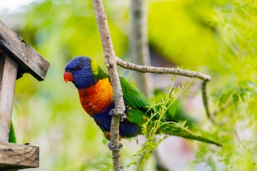 Rainbow lorikeet perched on a branch in jacaranda tree - Australian Stock Image