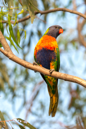 Rainbow lorikeet perched on a branch with vibrant green, blue, red, and yellow plumage - Australian Stock Image