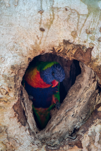 Rainbow Lorikeet, Trichoglossus moluccanus, in a nesting hole in a eucalyptus tree in spring - Australian Stock Image