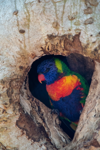 Rainbow Lorikeet, Trichoglossus moluccanus, in a nesting hole in a eucalyptus tree in spring - Australian Stock Image