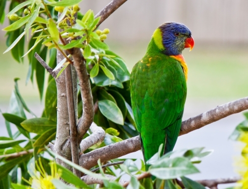 Rainbow lorikeet (Trichoglossus moluccanus) native parrot sitting in grevillea tree - Australian Stock Image