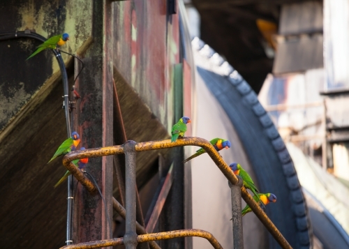 Rainbow Lorikeets standing on a railing at a sugar refinery - Australian Stock Image