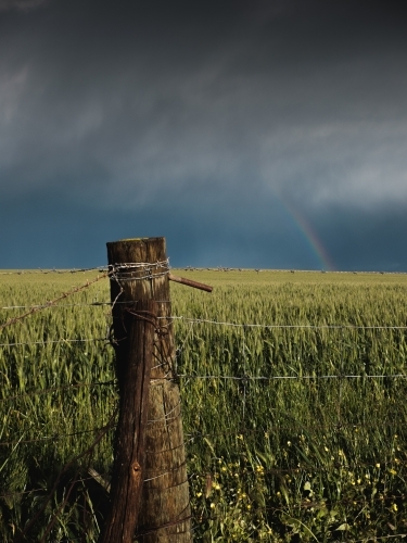 Rainbow over wheat crop and fence post on a rural farming property - Australian Stock Image