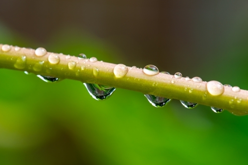 Raindrop macro on papaya stem
