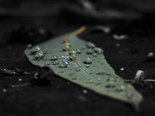 Raindrops on fallen gumleaf