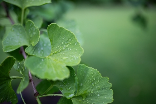 raindrops on green ginkgo leaves from maidenhair tree - Australian Stock Image