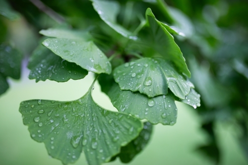 raindrops on green ginkgo leaves from maidenhair tree - Australian Stock Image