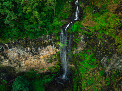 Rainforest and waterfall - Australian Stock Image