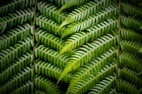 Rainforest Ferns - Australian Stock Image