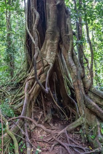 Rainforest Majestic Fig - Australian Stock Image