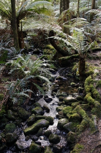 Rainforest mountain creek, Cradle Mountain - Australian Stock Image