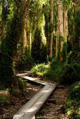 Rainforest walk - Australian Stock Image