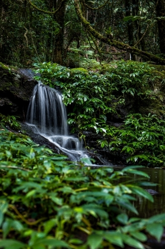 Rainforest waterfall - Australian Stock Image