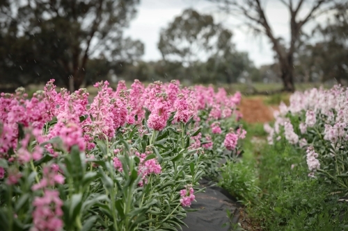 Rainy afternoon at the flower farm featuring pink purple and white stock - Australian Stock Image