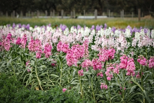 Rainy afternoon at the flower farm featuring pink purple and white stock - Australian Stock Image