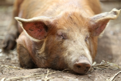 Rare breed pig sleeping - Australian Stock Image
