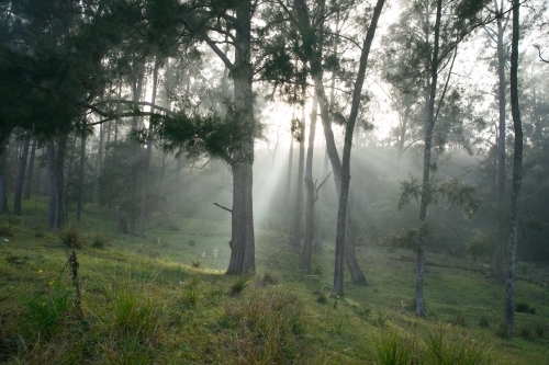 rays of light through trees on foggy damp morning on the farm - Australian Stock Image
