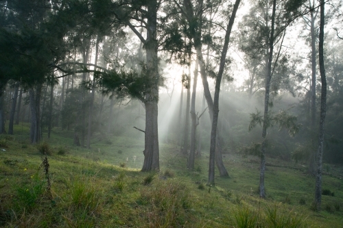 rays of light through trees on foggy damp morning on the farm