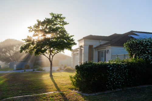Rays of morning light streaming through mist between tree beside suburban home - Australian Stock Image