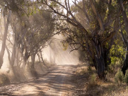 Rays of sunlight through gum trees and dust on a dirt road - Australian Stock Image