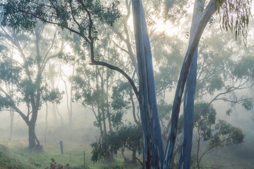 Rays of sunshine breaking through fog amongst gumtrees - Australian Stock Image