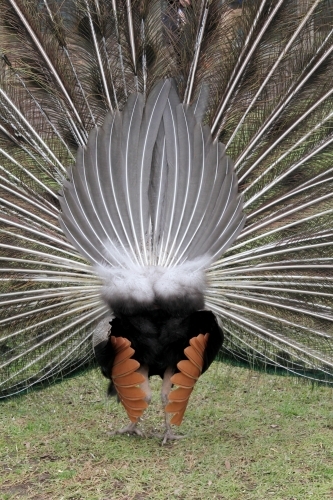 Rear feathers of peacock on display - Australian Stock Image