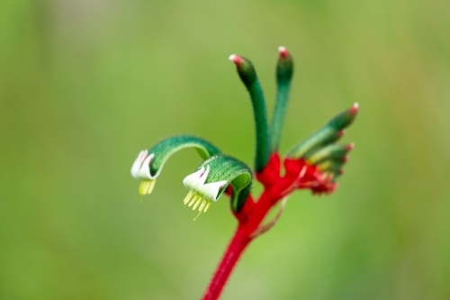 red and green kangaroo paw - Australian Stock Image