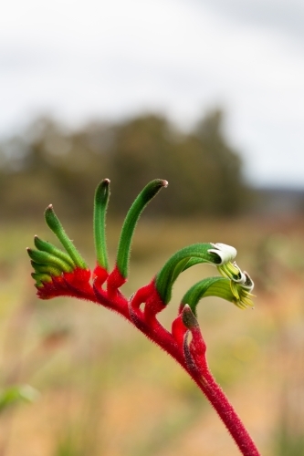 Red and green kangaroo paw flower - Australian Stock Image