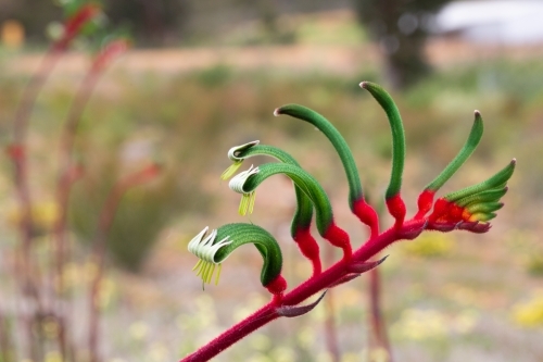 Red and green kangaroo paw flower