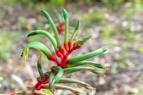 red and green kangaroo paw flower - Australian Stock Image