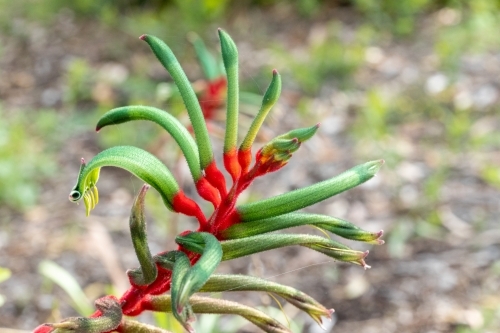 red and green kangaroo paw flower