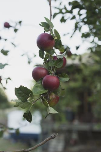 Red apples hanging from tree