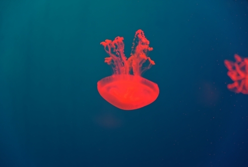 Red Aurelia aurita jellyfish floating in the blue water - Australian Stock Image