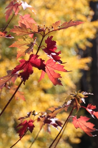 Red autumn leaves - Australian Stock Image