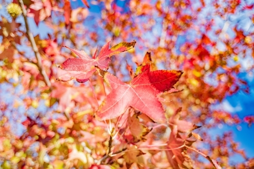 Red autumn leaves on a cool winter morning. - Australian Stock Image
