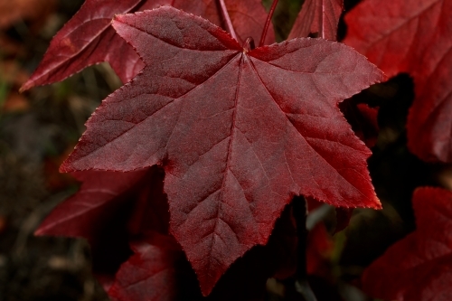 Red autumn maple leaves on tree