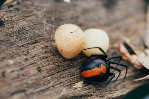 Red back spider and eggs