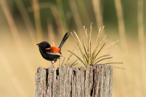 Red-backed Fairy Wren on tree stump - Australian Stock Image