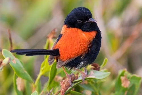 Red-backed Fairy Wrens