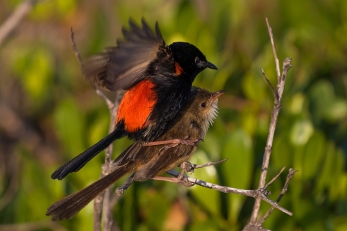 Red-backed Fairy Wrens