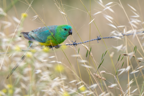 Red backed parrot perched on fence in rural Australia - Australian Stock Image