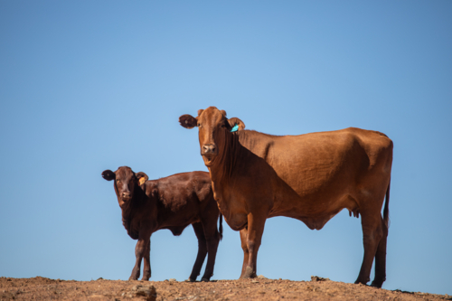 Red beef cow and calf against a blue sky background - Australian Stock Image