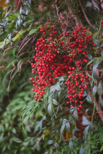 red berries growing on a bush