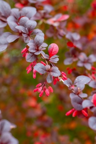 red berries on bush - Australian Stock Image
