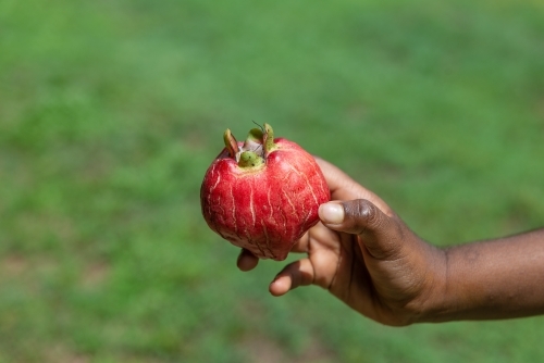 Red Bush Apple held by aboriginal child - Australian Stock Image