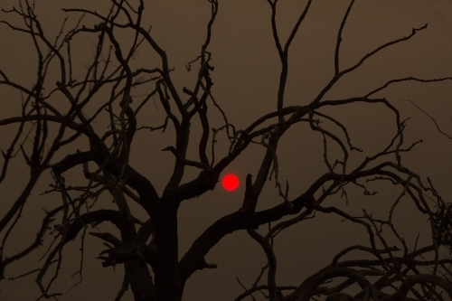 Red bushfire sun and dead tree