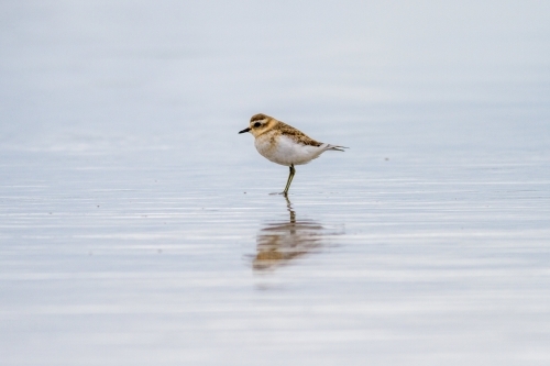 Red-capped plover - single shorebird standing in the water
