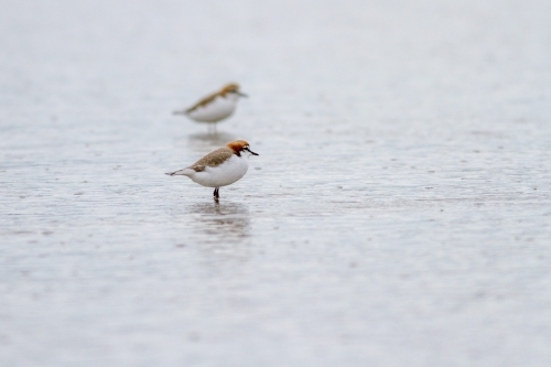 Red-capped plovers - 2 shorebirds standing in the water