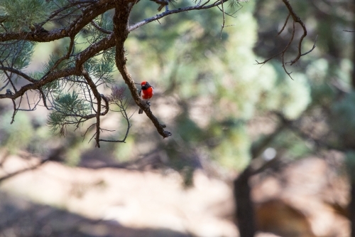 Red capped robin in a native pine tree